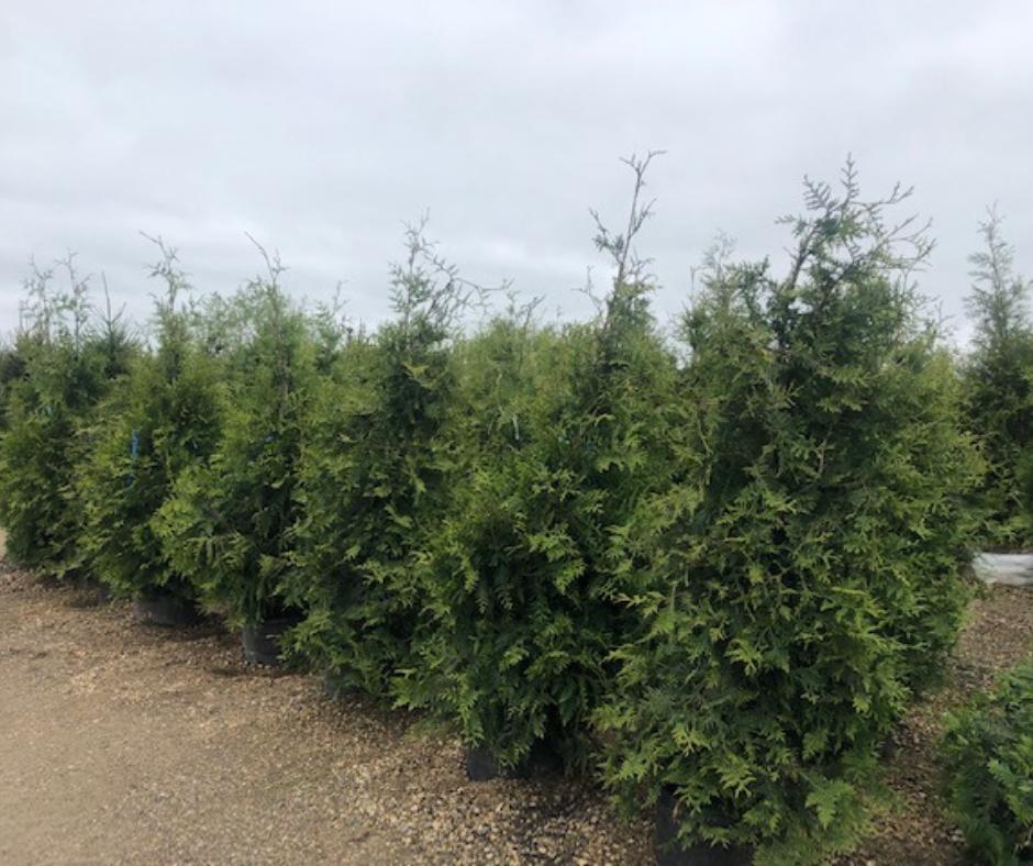 The Barn Nursery tweet media