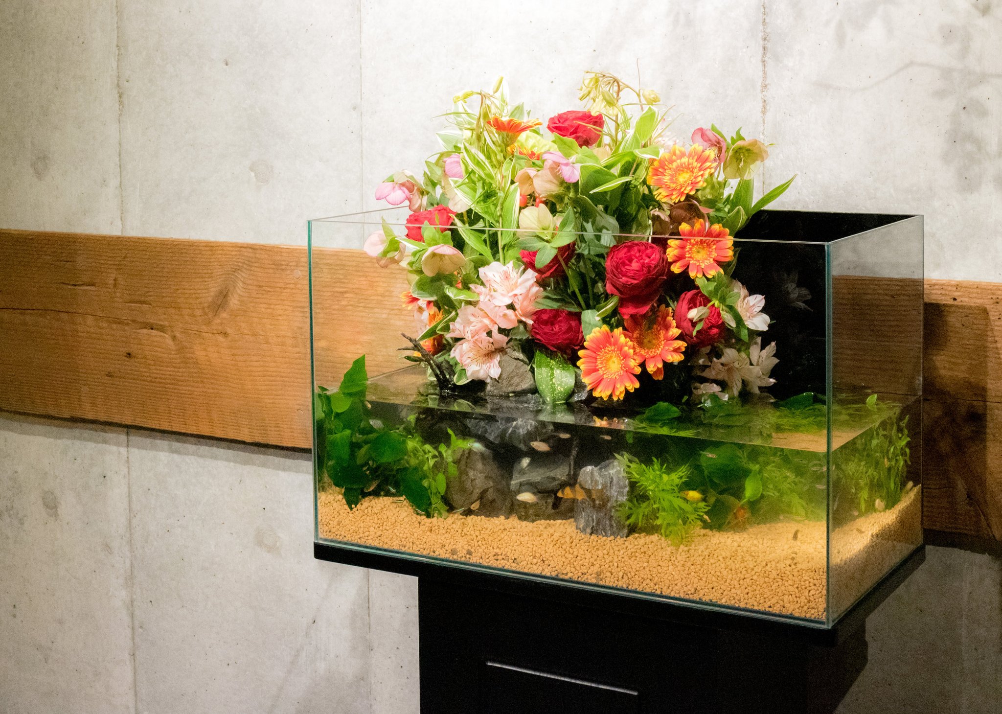 Twitter 上的 カンマ 生花を使ったフラワーアクアリウムです お花は 毎週交換します 人の集まる場所にいかがですか レンタルのお問い合わせ ご質問 お気軽にご連絡ください Dmでも大丈夫です アクアリウム 熱帯魚レンタル 熱帯魚水槽 フラワー