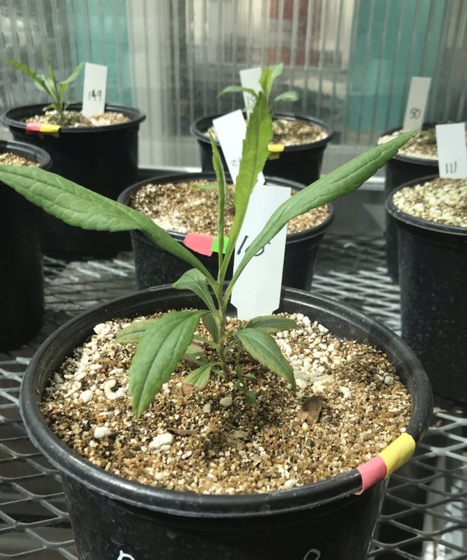 AngelaWalczyk's tweet photo. My #research plants are really taking off! 🌱 #PhDchat https://t.co/JZW3B6AaJs