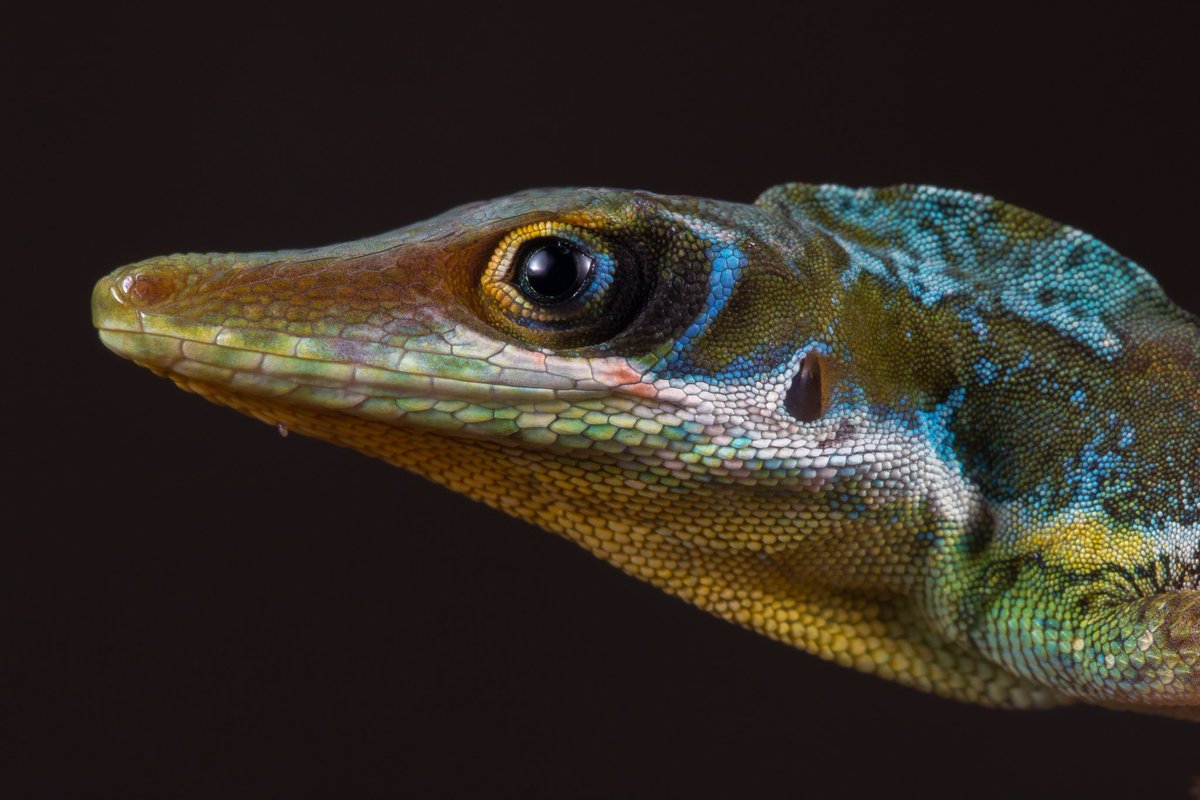 Jon Suh (@jonjsuh) on Twitter photo A portrait of perhaps the prettiest grass-bush anole from the Dominican Republic, Anolis bahorucoensis. Finding this species was a highlight for <a href="/jamesTstroud/">James T. Stroud</a> @QuietWarriors and me. A portrait of perhaps the prettiest grass-bush anole from the Dominican Republic, Anolis bahorucoensis. Finding this species was a highlight for <a href="/jamesTstroud/">James T. Stroud</a> @QuietWarriors and me.