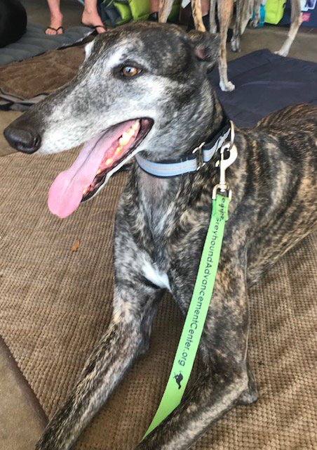 Bay Area Greyhound Adoptions tweet media