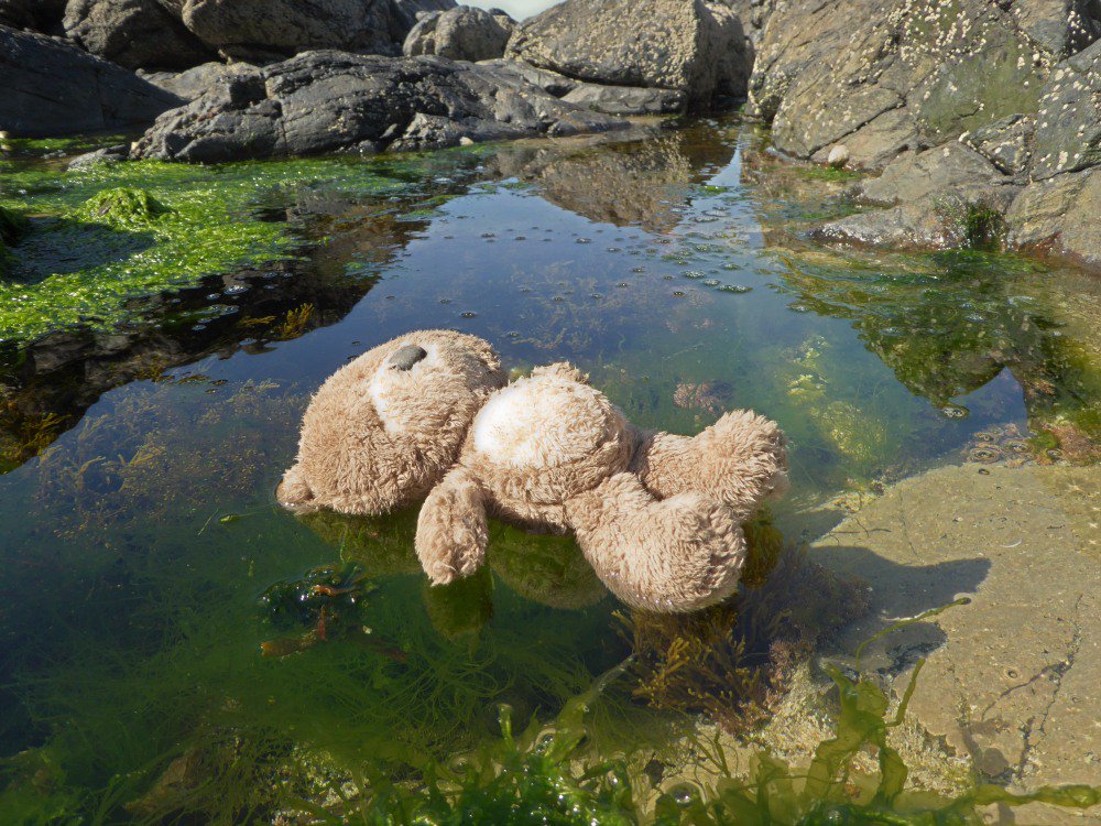 BeachcombingBB tweet media