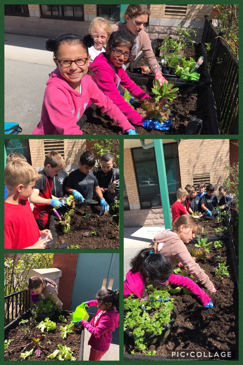 StDavidsSch's tweet photo. Eco club hard at work planting in our new flower beds. Thanks to the local Horticultural Society for helping to make it happen. https://t.co/PooAgeAlGX