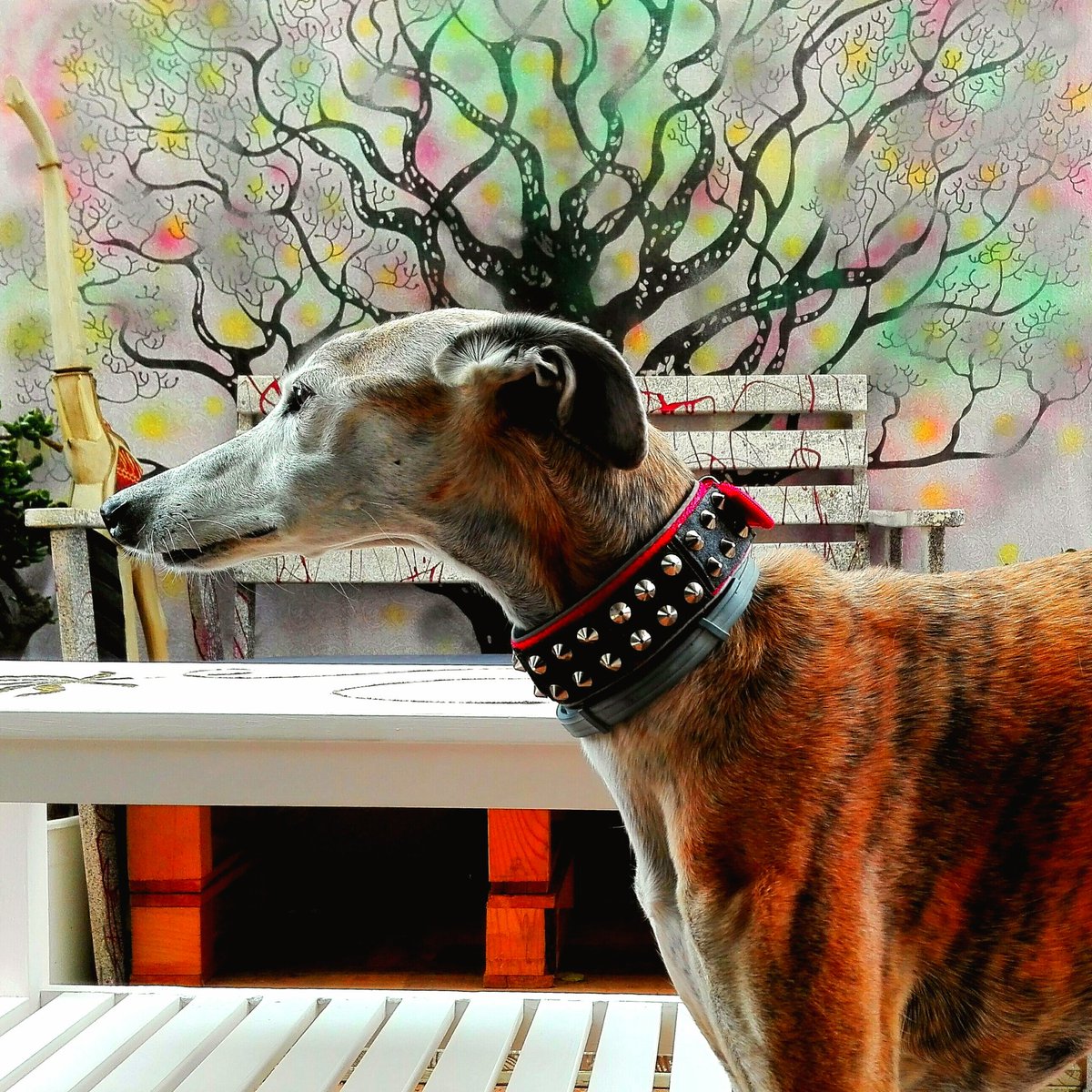 GalgoCallejero's tweet photo. Jodidamente guapa mi #galga #Neka! Como t quiero gorda! Una superviviente! #NoCompresAdopta #FreeGalgos https://t.co/TeYMAoBgKe