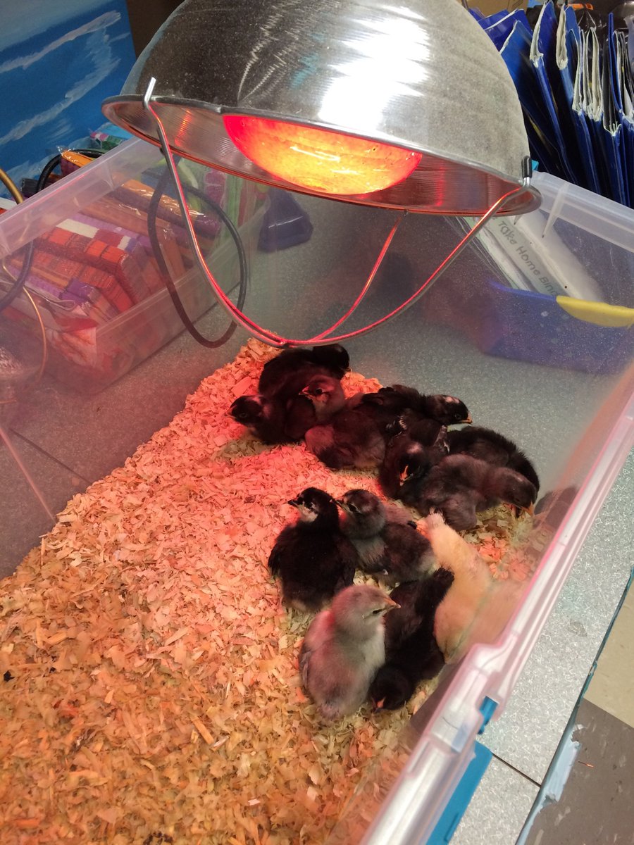 cauthen_amanda's tweet photo. Kindergarten and Special Settings hatched chicks as part of their Living Things Unit.  What a great experience for the kids &amp; adults!   #OPESeaglepride #OEPS_STEAM @miss_kusterman @Heather_k5 @Kfrost0605 @MasonOPES @Ering14 https://t.co/wVBZptI2Tn