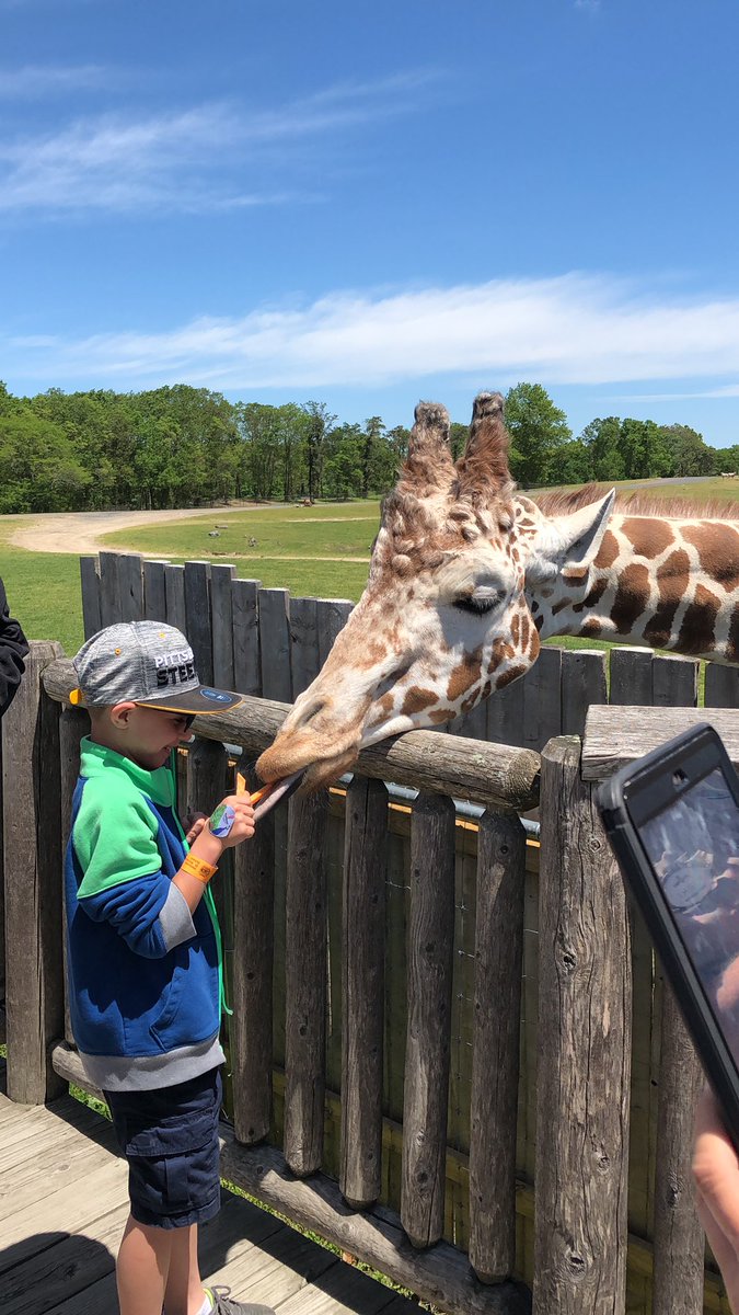 SVScrusaders's tweet photo. Feeding giraffes https://t.co/4wpqtoS9fS