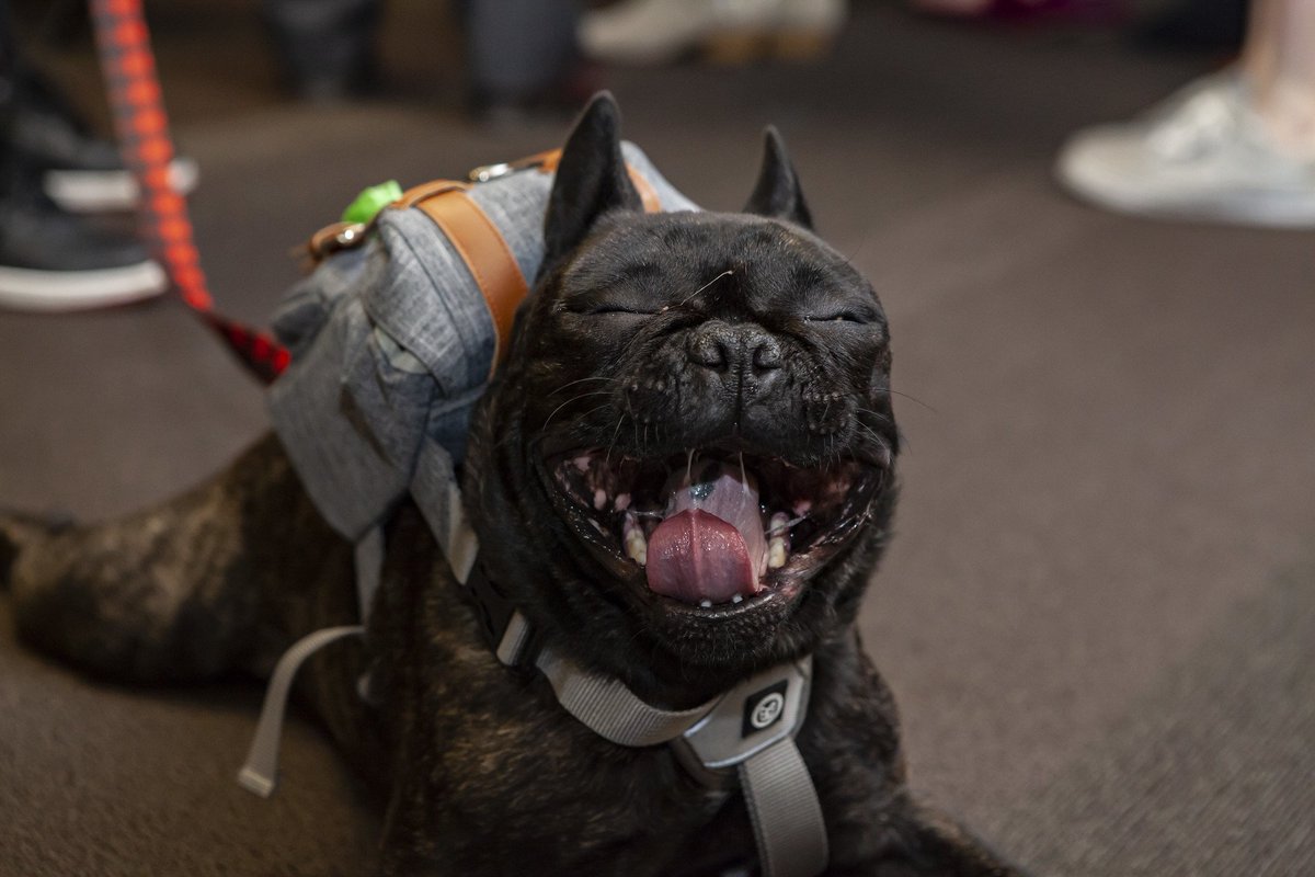 Startup_Canada's tweet photo. The award for cutest attendee at the Canadian Export Challenge in #Edmonton last week goes to... @BarkIndustry #GlobalEntrepreneur #GlobalPuppies 🇨🇦 https://t.co/dFXO4LQfeh
