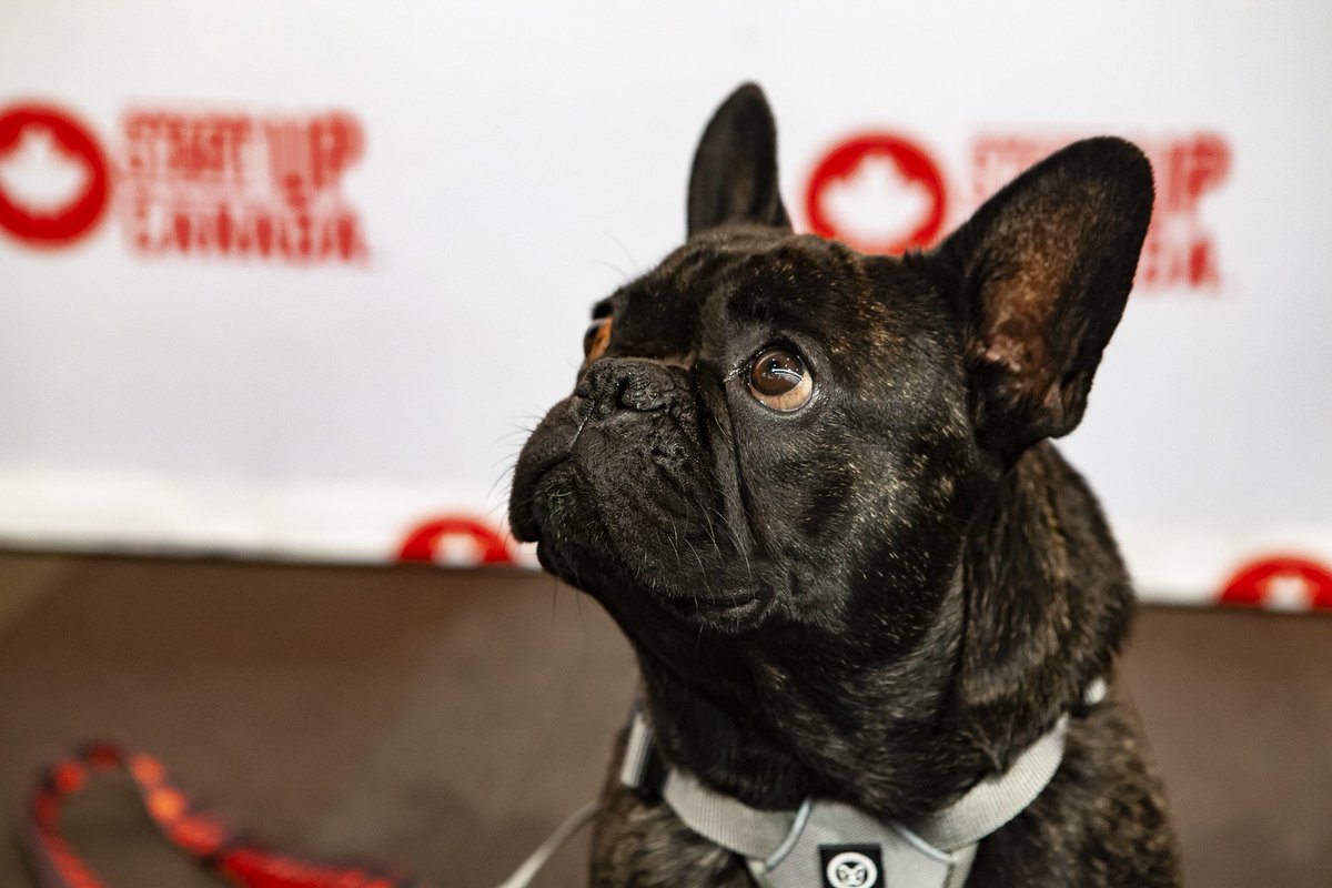 Startup_Canada's tweet photo. The award for cutest attendee at the Canadian Export Challenge in #Edmonton last week goes to... @BarkIndustry #GlobalEntrepreneur #GlobalPuppies 🇨🇦 https://t.co/dFXO4LQfeh
