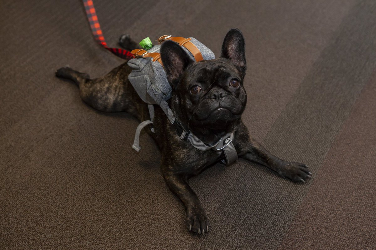 Startup_Canada's tweet photo. The award for cutest attendee at the Canadian Export Challenge in #Edmonton last week goes to... @BarkIndustry #GlobalEntrepreneur #GlobalPuppies 🇨🇦 https://t.co/dFXO4LQfeh