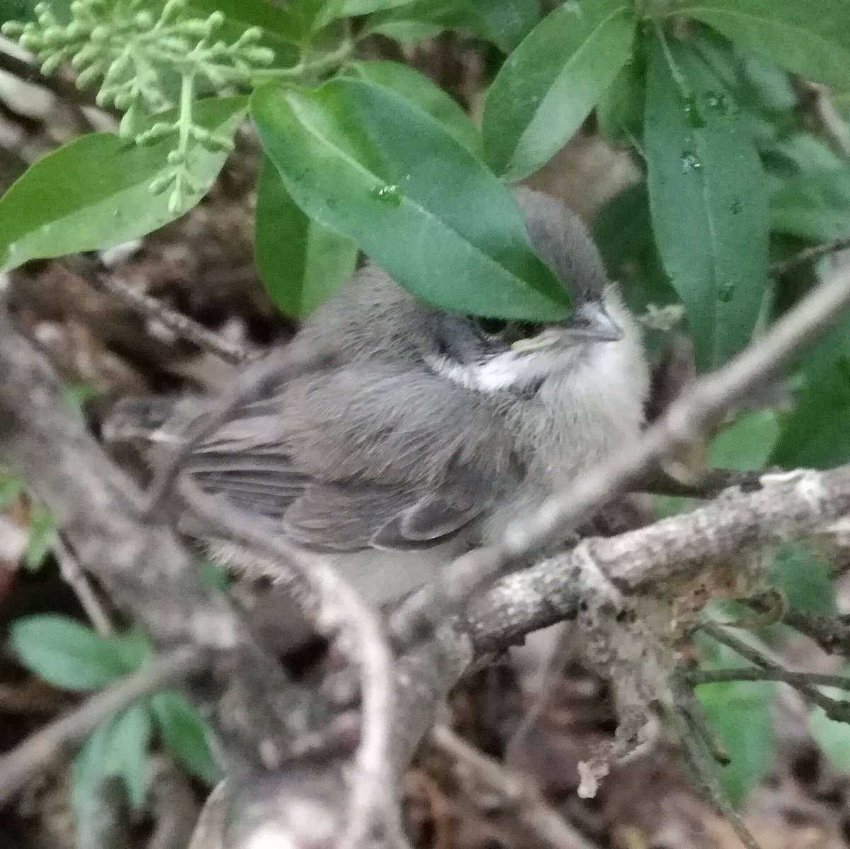 #LesserWhitethroat (Sylvia curruca) freshly fledged Chick :: #mobilephotography #Nyíregyháza #Hungary #bird #ornithology