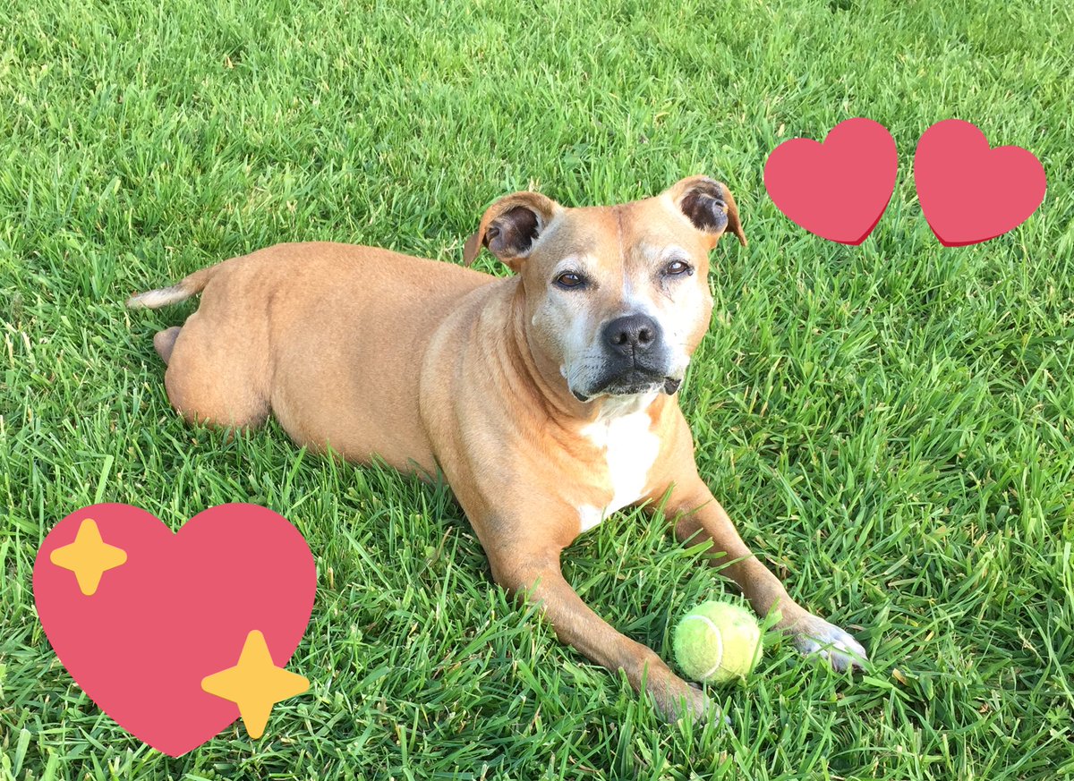 Happy 4 year gotcha birthday to my girl Sandy. Love her to the moon and back 🐾❤️🐾❤️ <a href="/DT_MANCHESTER/">DogsTrust Manchester</a> thank you #rescuedog #staffie #adoptdontshop <a href="/dogcelebration/">CelebrationOfDogs</a> <a href="/Staffie_Lovers/">🐶🐾#DontBullyMyBreed🐾🐶</a> <a href="/DogsAdventure/">Dogs On Adventure</a>