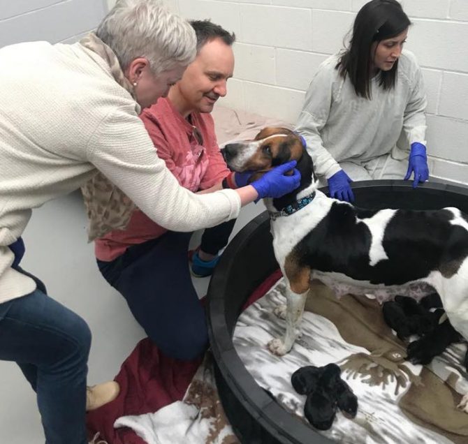 <a href="/CaruPetFood/">Caru Pet Food</a> teamed up with 98.1 CHFI, a radio station based in Toronto, to donate stews to the @THS_tweet: ow.ly/vFaT50ukWqv