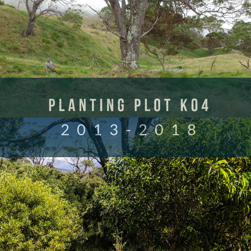 mauiforestbird1's tweet photo. #RestorationWorks #NakulaNAR #5YearMark https://t.co/oVSu5TBeL9