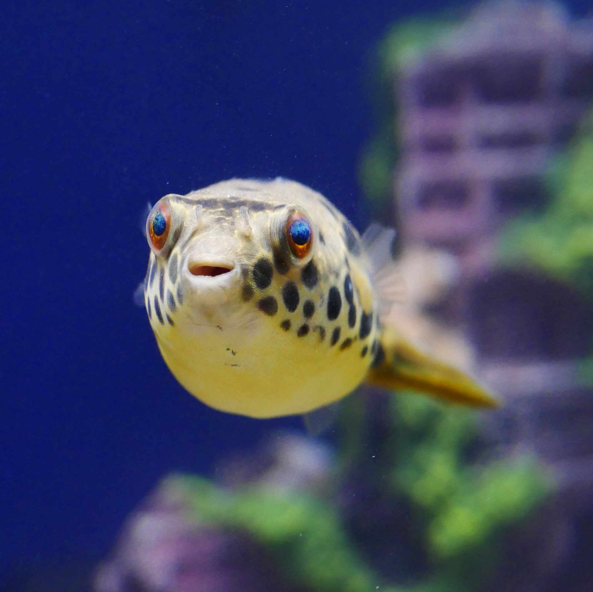 Kk ずかんに載ってそうなふぐさし 淡水ふぐ テトラオドン 熱帯魚 Tetoraodon Tropicalfish T Co 9tfw2j4rm7 Twitter