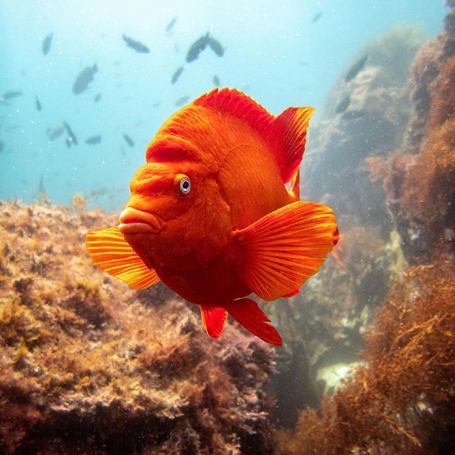 MorganDaniels's tweet photo. A pretty adult garibaldi posing for me off Catalina...
.
.
.
.
.
#garibaldifish #garibaldi #damselfish  #diving #ocean #uwphotography #pacificocean #dive #scubadive #underwaterphoto #padi #uwphoto #saltwater #scubadiver #diver #underwaterpic #oceanlife #… https://t.co/7nEAJpkjVe https://t.co/qIrnh6Zb6b