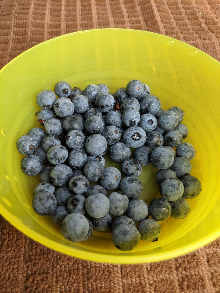 Very satisfying picking blueberries in my front yard.