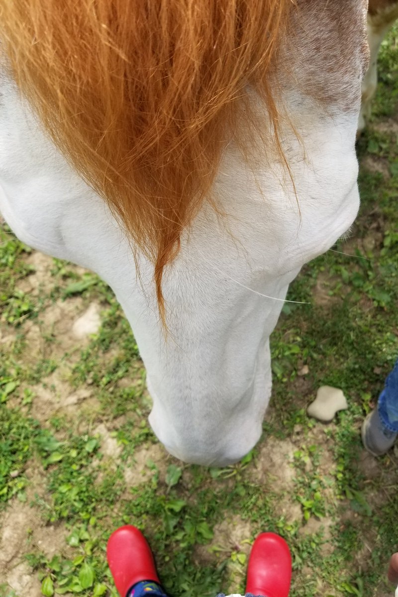 casey_riordan's tweet photo. Call me Dockter Do-Little.

#carriagehousefarms #inredshoes
#horsefriend #catfriend #bunnyfriend #justwhatineeded https://t.co/R8NWx2UWfq