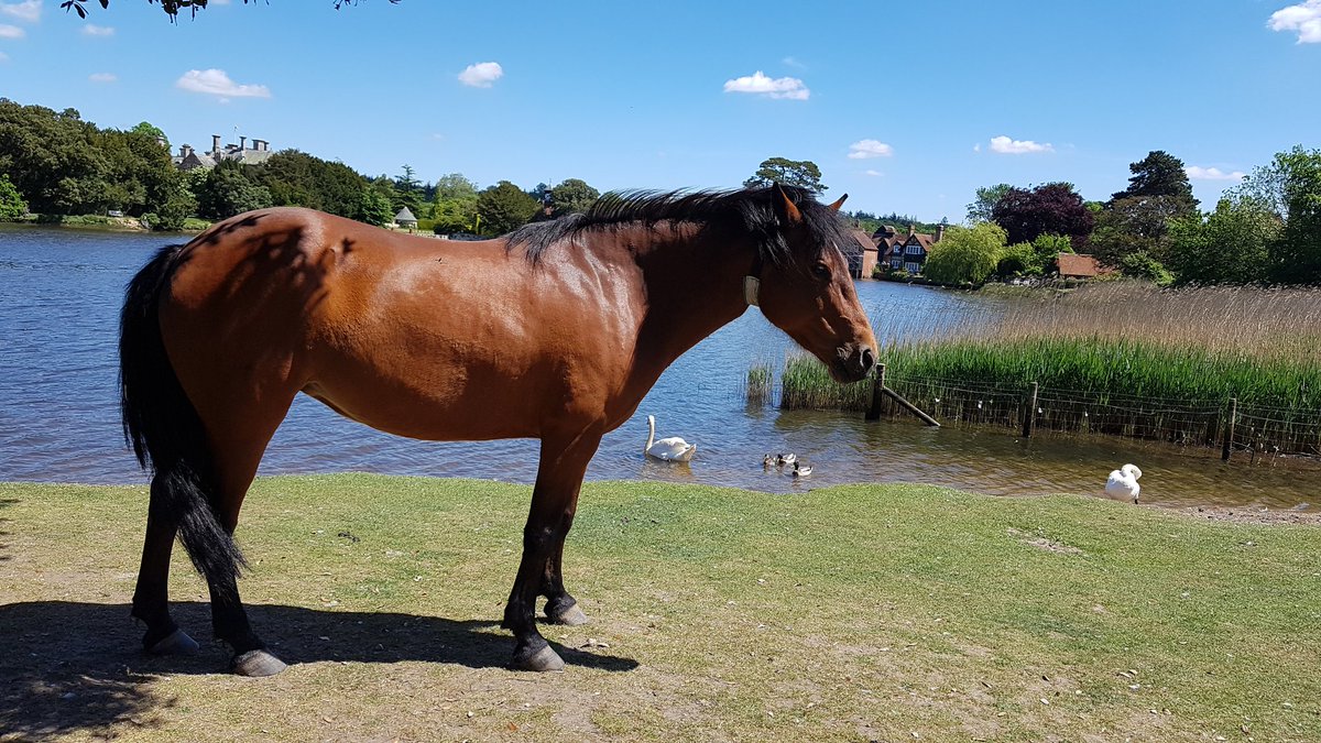 This is what living in the #newforest is all about, #getoutside and #Enjoy #lovewhereIlive #comeseeforyourself #onourdoorstep #travel #blueskycycle #youwontregretit