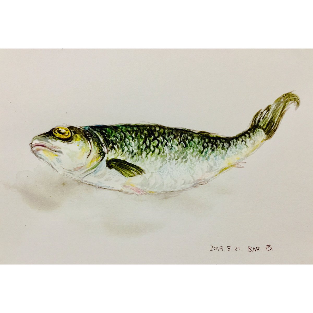 最高のイラスト画像 ロイヤリティフリー水彩 魚 イラスト リアル