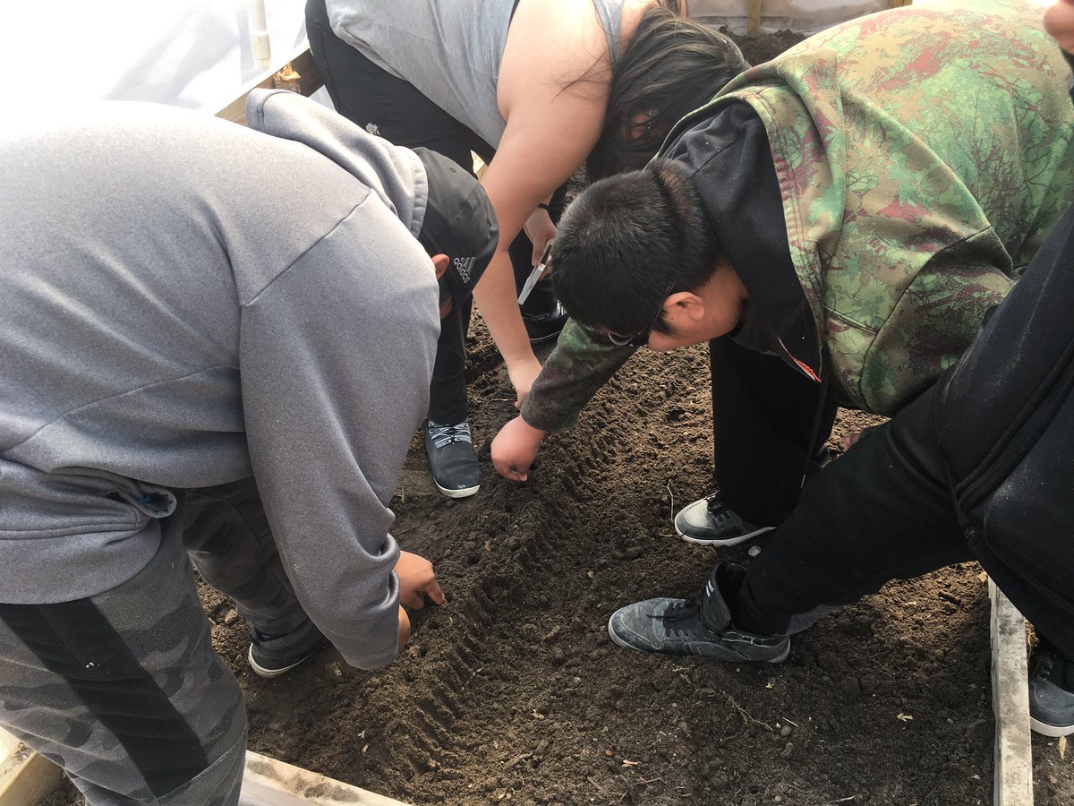 MichaelRobidoux's tweet photo. First day of planting in Wapekeka hoop house. Grade 7 and 8 students voted on carrots, peas, lettuce and some beautiful nasturtiums to brighten things up. https://t.co/4mjqpYOJZQ