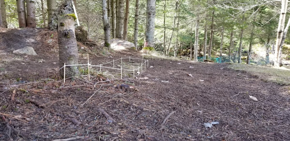 laurentianrcst1's tweet photo. Terra firma rc park coming along well!got in the 1st scale fences started a rock wall and cleaned up the rest of the leaves and debris today #rc4wd #scalebuildersguild #tinytrucks #rc4wdteamdriver #teamrc4wd #getscale #eatsleepscale #laurentianrc #gasguzzlersscalerc https://t.co/3OHDYTm1wT