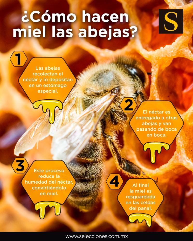 Similar Tomate Evento Revista Selecciones on Twitter: "¿Cómo hacen miel las abejas?  https://t.co/dq9uMZBIbL" / Twitter