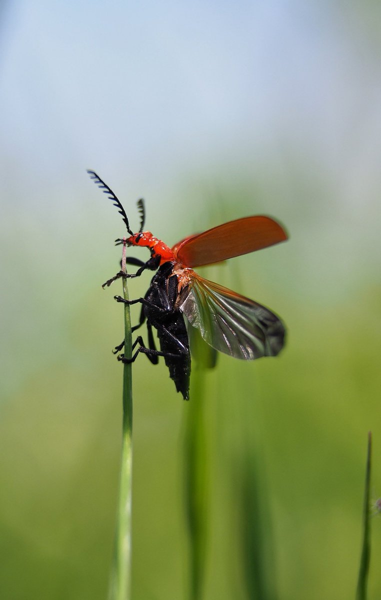 B0jimb0's tweet photo. Cardinal Beetle take off! Omd em1 mk2. #macro #macromay @OlympusUK @Britnatureguide https://t.co/MVdOQKvbJT