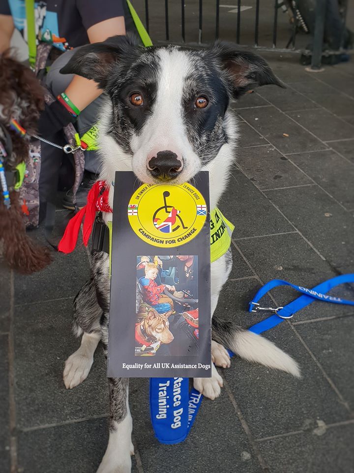 UKDogLaw's tweet photo. The campaign I help run for assistance dog rights was featured in a big article! Please read, let me know what you think of it, and share! https://t.co/ADggpsb7XZ  #cause #DisabilityRights #HumanRights #dogs #dogs https://t.co/Uif0Ik5ig3