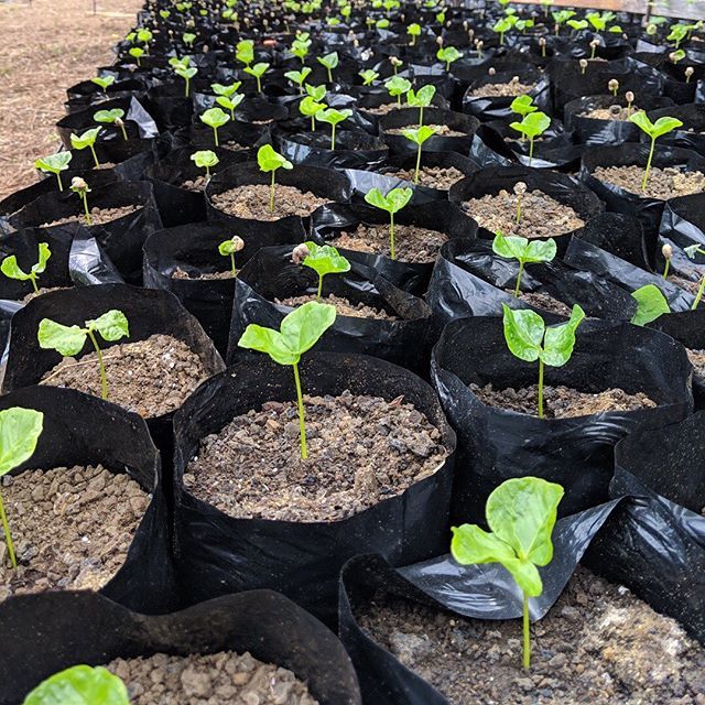HalaTreeCoffee's tweet photo. Fun fact!! Coffee beans are technically seeds. Coffee trees grow from unfrosted coffee beans. This is the result.
#coffeetime #coffeelover #love #breakfast #instacoffee #instamorning #instaday #coffeeholic #coffeegram #caffeine #specialtycoffee #coffeer… https://t.co/dgudpDA1qT https://t.co/AzkxZkplG9