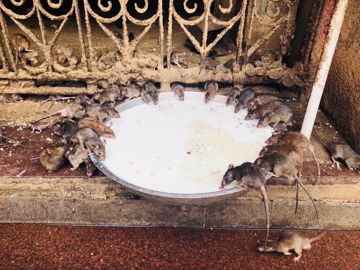 Divsa11's tweet photo. Don't look up to anything, nor look down on anything. Then you will see creation just the way it is. ~S.G #photography #karnimatatemple #happyness https://t.co/j5NtqL84P3