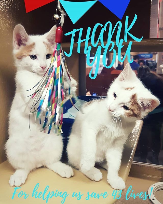 🎉🎉Thank You🎉🎉 from all of us at <a href="/PetSmart/">PetSmart</a> #StJohns for helping to find homes for 43 cats during our #NationalAdoptionWeekend 
#savealife #newfoundland @spcastjohns #kittenstagram #kittensofinstagram #PicMe bit.ly/2HHSvd6
