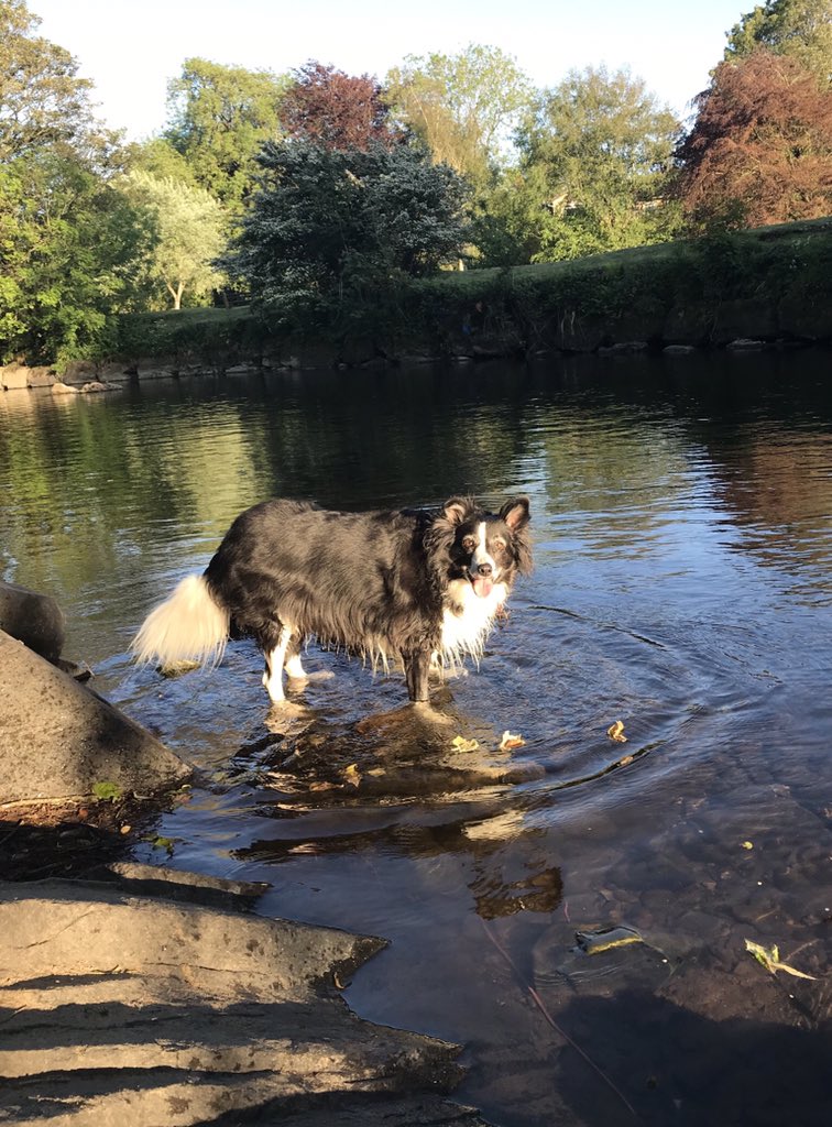 Ruby_thedog's tweet image. Paddle time for me at Newbridge Fields!