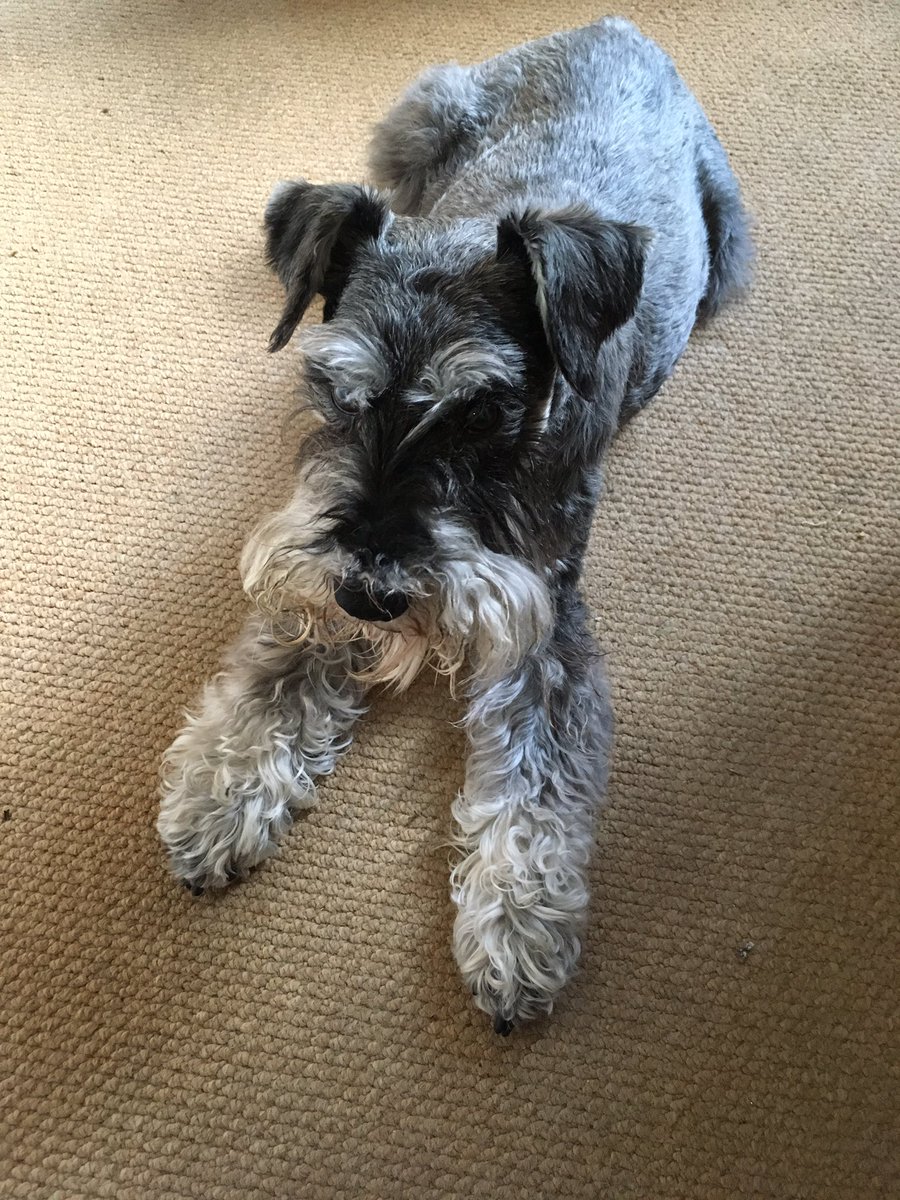 Seashellsfelix's tweet photo. *Shubert* I ‘as got a knotty beard. Not letting Mrs S full brushing access either 😆🐾🐾 #beardissues #schnauzergang https://t.co/gqUKArQgeH