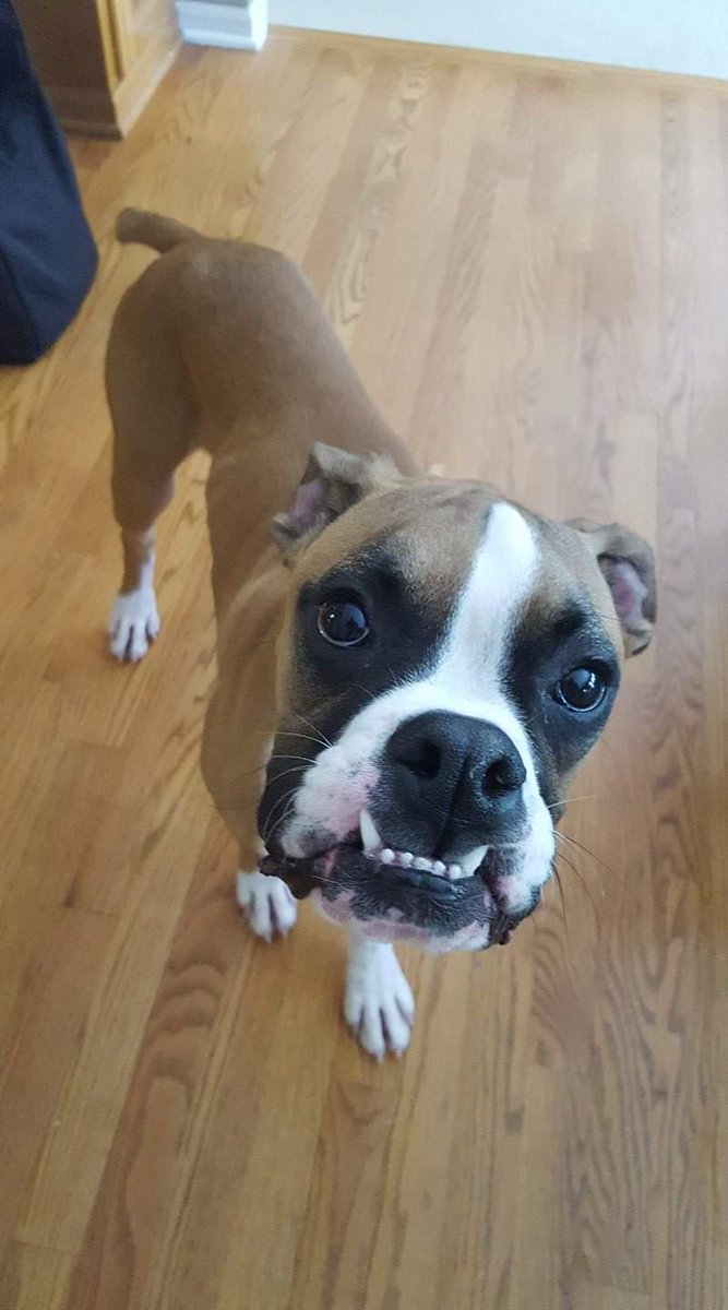 The_Ryan_Brown's tweet photo. Brought this asshole home two years ago today. He's farted, snored and slobbered his way into my heart, and I love him absolutely to death https://t.co/2MJDvK3OfB https://t.co/zDlPzqx70L