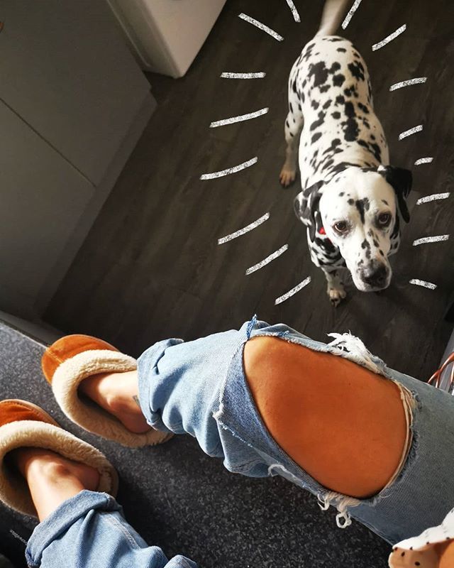 GrandioseDays's tweet photo. Being an adult means you can sit on the kitchen worktop to try and get a moment's peace and quiet away from the dogs and noone will shout at you 🤷🏼‍♀️
--
#chattycaptioncommunity #reallifeandstyle #radgirlscollective #roamtheplanet #stayhomeclub #homeswee… https://t.co/0hGO83WMDP https://t.co/B9cIF3zXT4