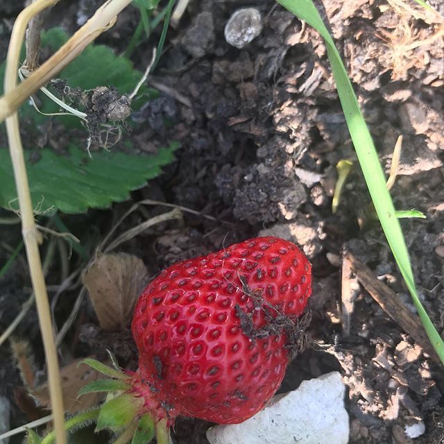 The first strawberry has ripened today. The taste of summer is here. #instagardening #vegetablepatch #veggrowing #strawberry #growyourown #gyo