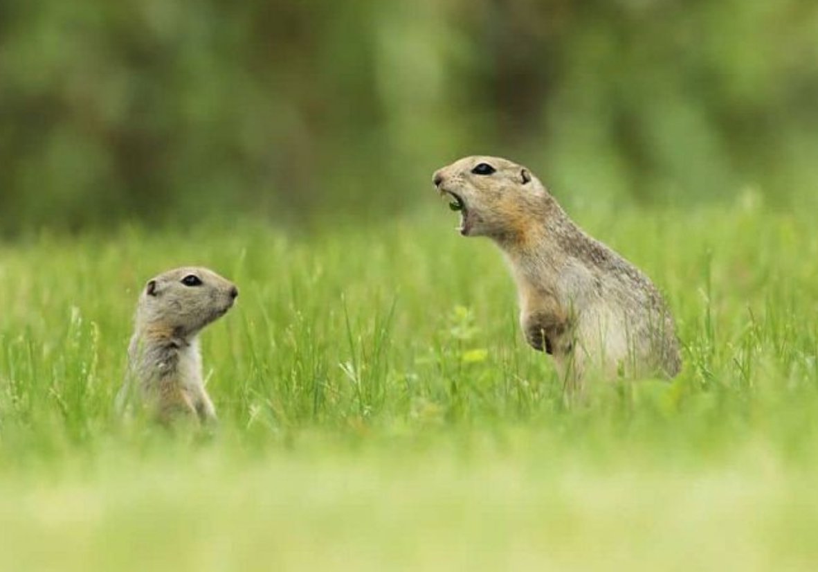 - T'étais venu sur Twitter pour quoi faire déjà?
- Ben pour suivre l'actualité...
- Et tu passes ton temps à quoi?
- À faire parler des animaux...
- ET T'ES FIER DE TOI ROGER? T'ES FIER DE TOI?