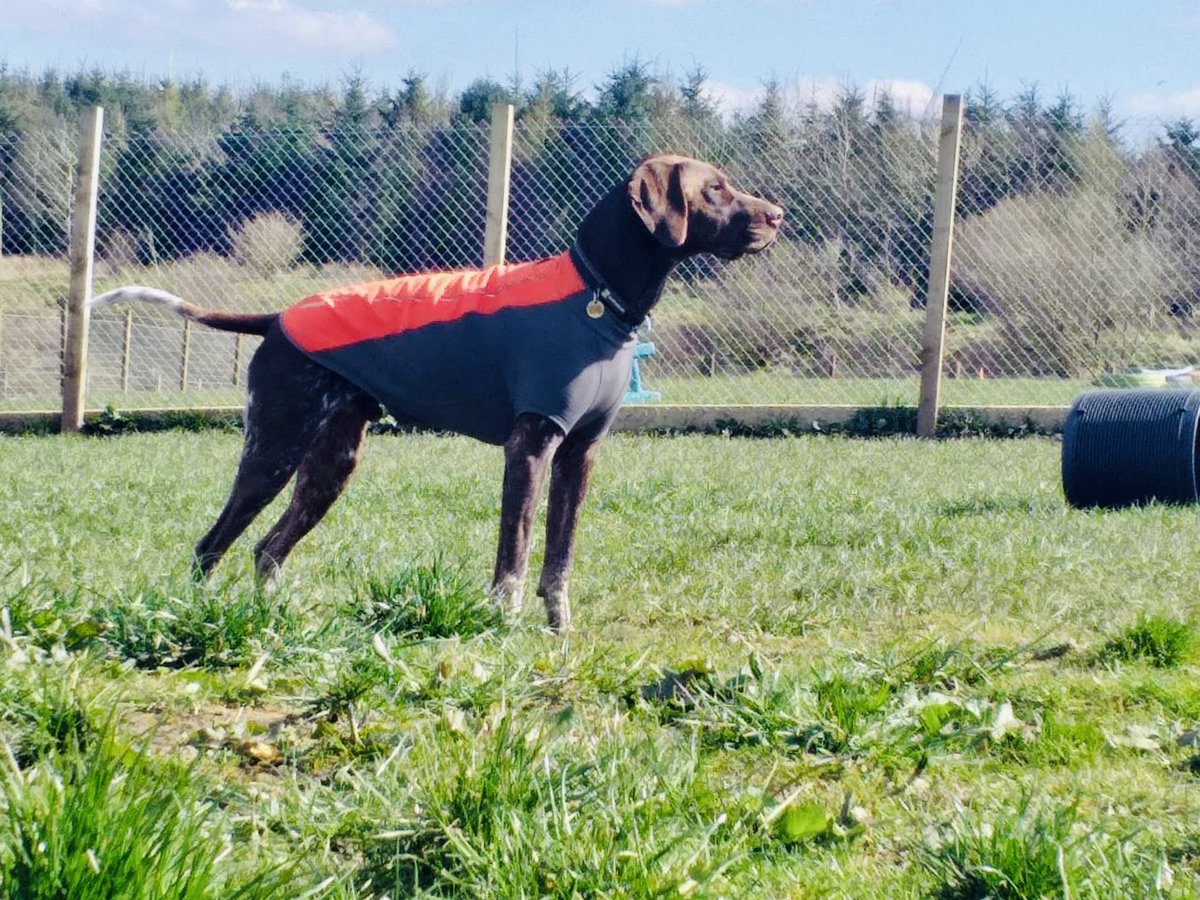 dogplaycreche's tweet photo. Brodie β₯οΈ #howhandsomeishe #strikeapose #basicallyamodel #casualposing #pointer #doggydaycare #thedogplaycentre #dogsofinstagram https://t.co/UuVGbIxn1B