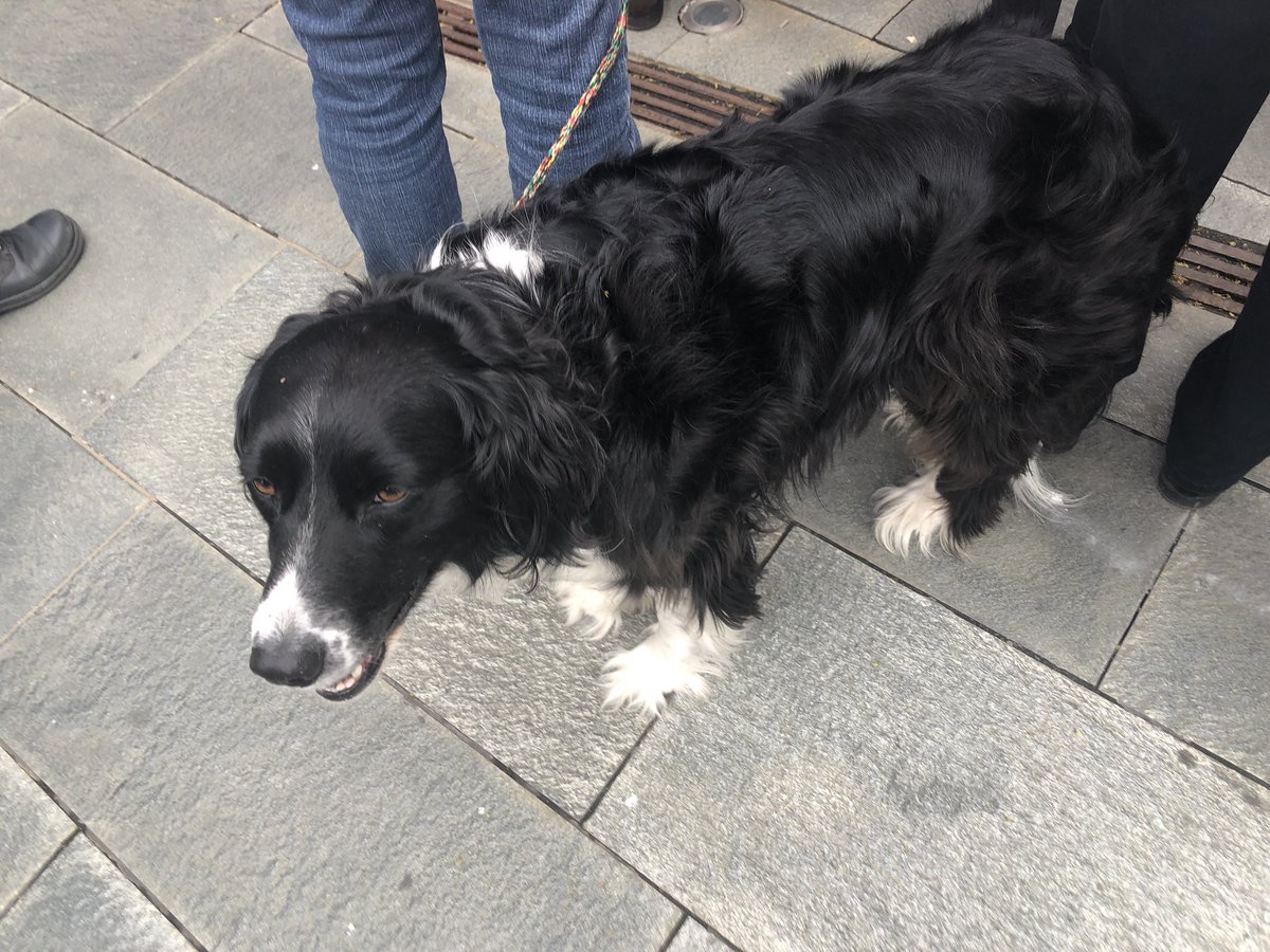 KathleenS17's tweet photo. One volunteer thought there were about 300 people at the #Seattle #stopthebans rally. There was at least one dog #notyourhandmaid #ProChoiceAlways https://t.co/pnukuUKazz