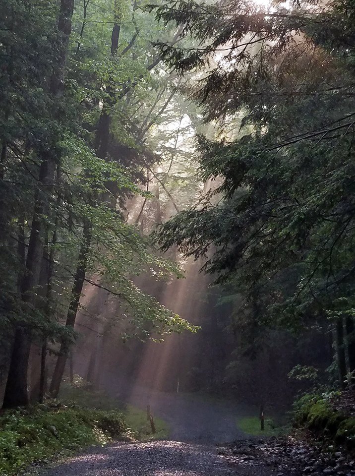DCNRnews's tweet photo. Morning sunshine through the trees at #ColonelDenningStatePark ☀🌲📷 #GetOutdoorsPA #PAStateParks https://t.co/5TXchPnWGM