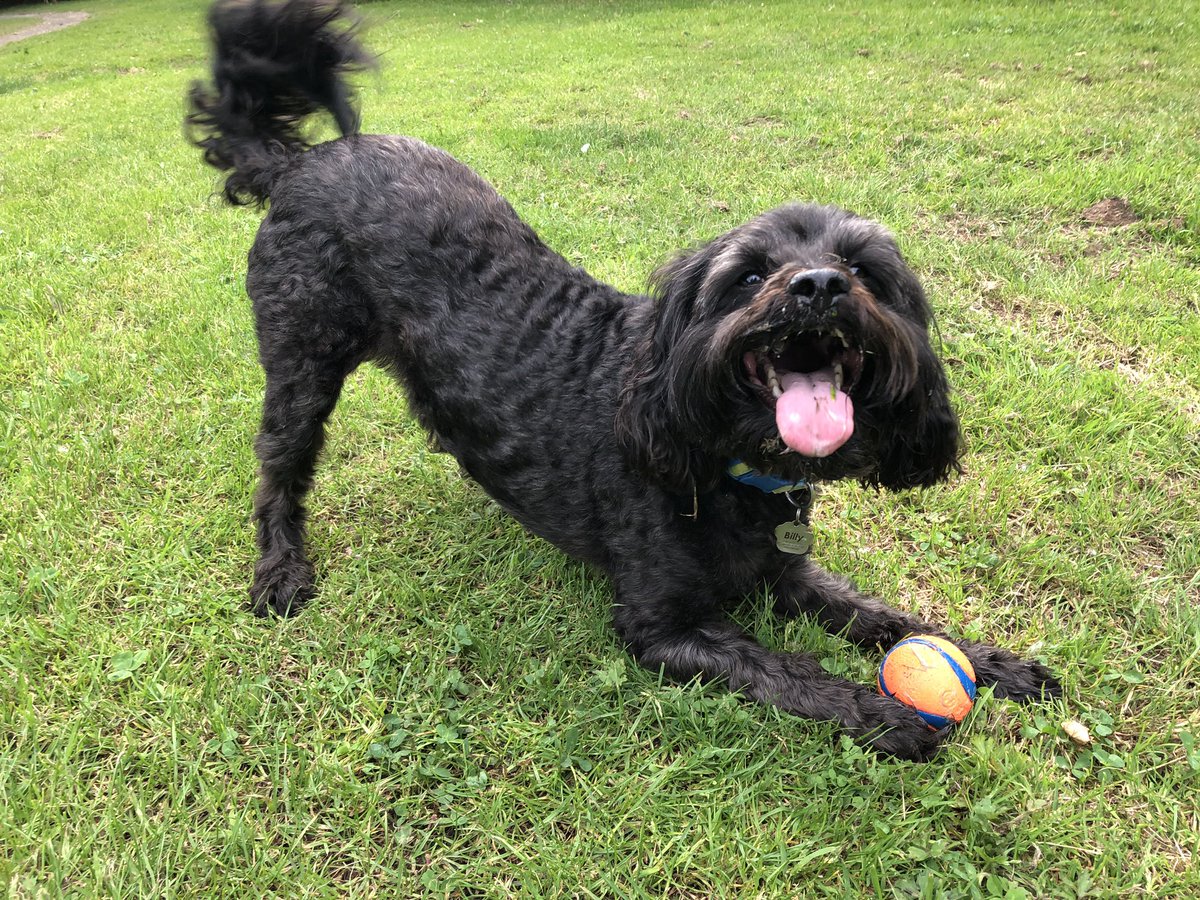 billythecavapoo's tweet photo. @ChuckitUK Here’s me doing my best #tot https://t.co/SMK2Sk9lDq