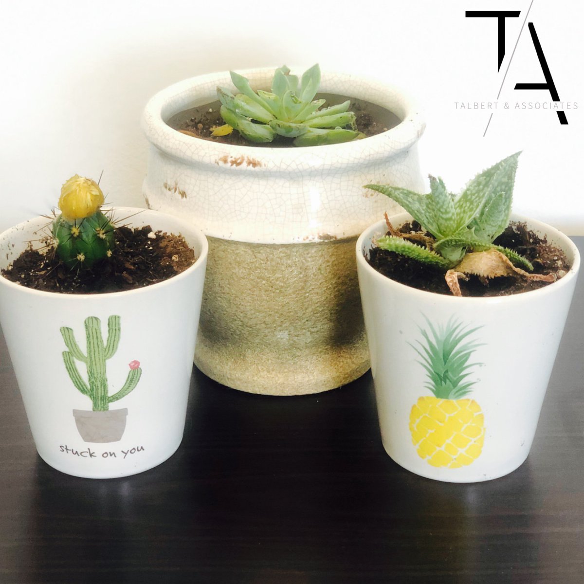 talbert_assoc's tweet photo. Meet the newest additions to our office!  
P.S Have a fanCACTUS day! 🌵 

#TalbertandAssociates #GreenvilleSC #yeahTHATGreenville #PlantLife #Cactus https://t.co/Fv8qbTeszr