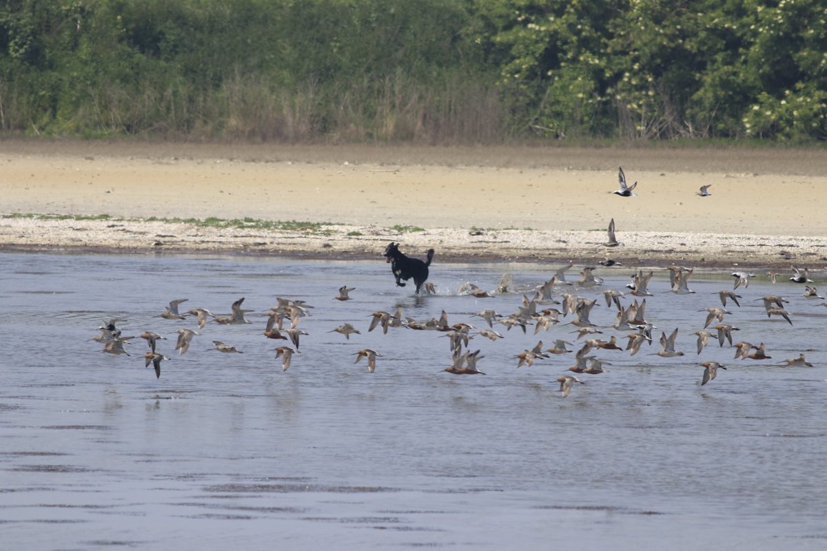 "Kijk wat leuk! Een grote groep rustende steltlopers in een natuurgebied. Daar kan onze trouwe viervoeter even heerlijk ravotten." 

Waarom toch vraag ik me af!? Onnodig en gewoon verboden. 😖 #Battenoord