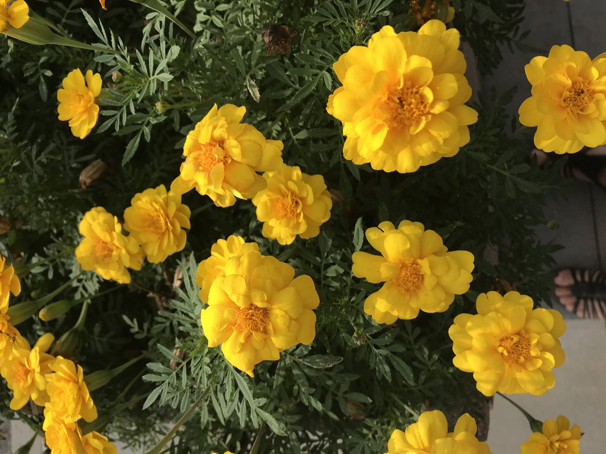 SunFacts1's tweet photo. These are flowers of the Sun https://t.co/a3bzLJbh4I