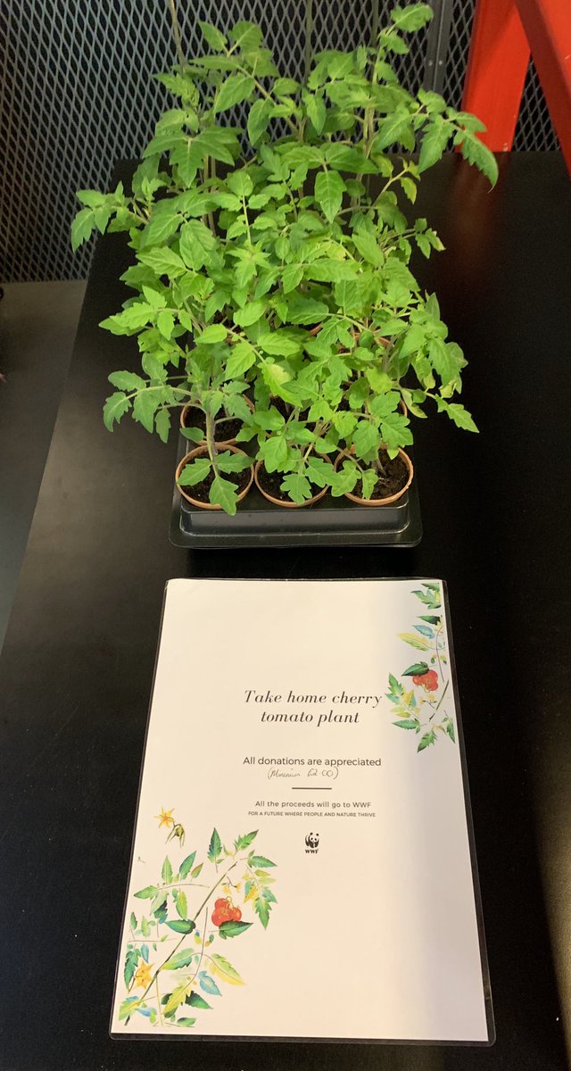 AliSheikhTaheri's tweet photo. Special thanks to amazing people at @Paymentsense &amp; Westbourne Studio(@WorkspaceGroup) who supported, contributed &amp; gave a new home for my homegrown organic cherry tomato plants &amp; helped to raise money for @wwf_uk 
To a better future where people and nature thrive #OurPlanet https://t.co/aGs6f8nsv6