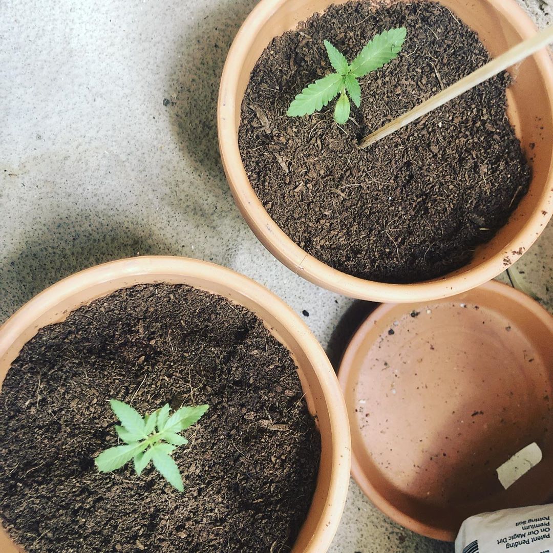 Why is it so hard to get a plant in the middle of the pot? 🌱🌱
#mondaymorning #mondaymotivation #sunshine #goodmorning #plantparent #cannabis #cannabisculture #cannabiscommunity #followme #growbeckygrow #thc #cbd #weedstagram420 #weedporn #hightimes