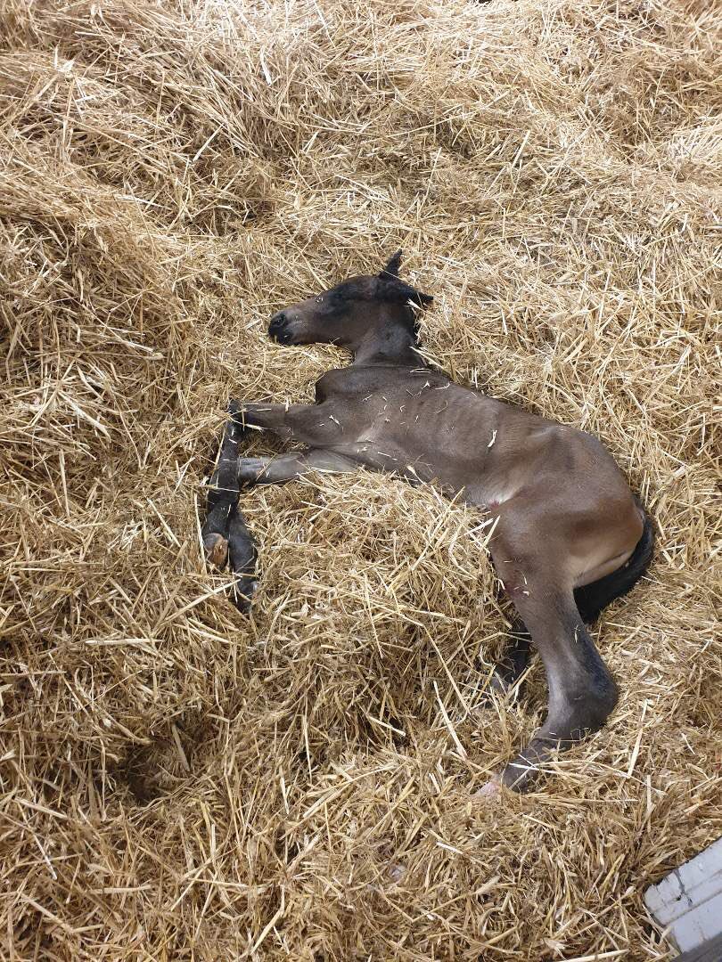 Denco söker Amma då en märr inte klara sig. Vet ni nån som vill hjälpa denna Solvatobebisen. Finns i Kungsbacka. Ring Adde på 076-764 52 52
