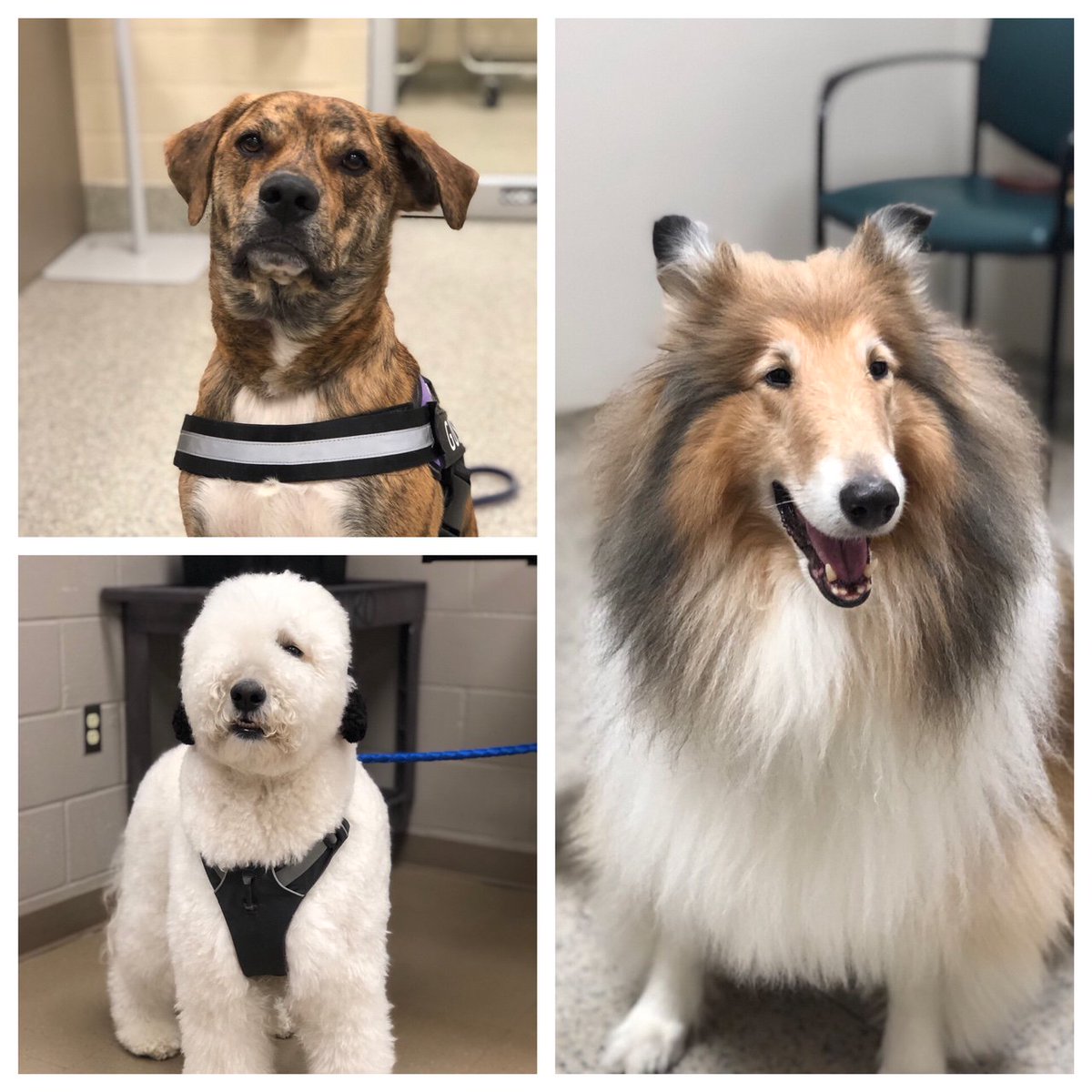animal hospital 911