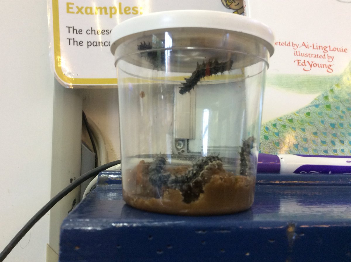 Well the 3SD caterpillars have finally been named. I give you Rosie, Tribbles, Bongo, Geoffrey and Inky. Their names were suggested and selected by the children.