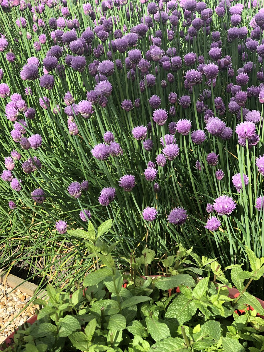 Chives and their flowers ready for the picking.       #freshherbs #chives